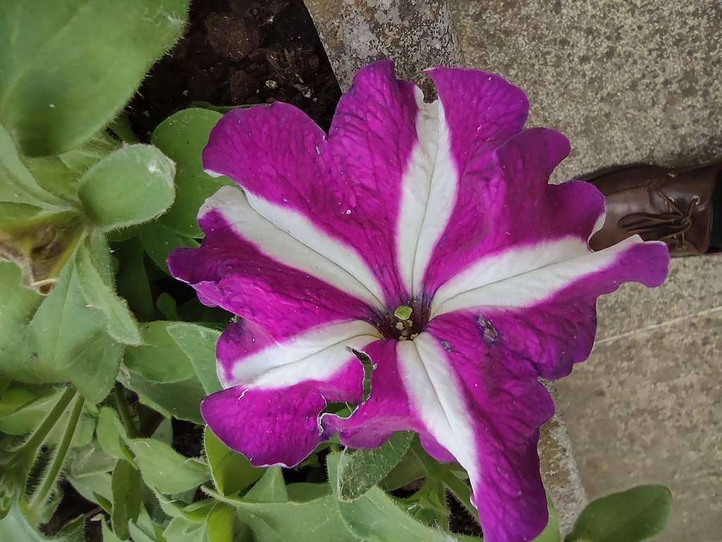 No s'ha trobat l'arxiu